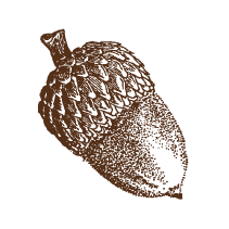 Acorn
