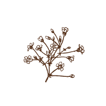 Baby's Breath