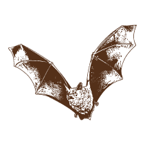 Bat 1