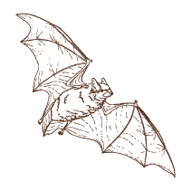 Bat 2