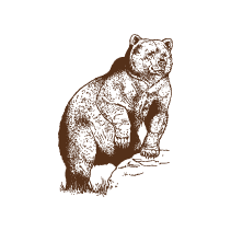 Bear 1