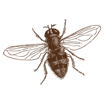 Bee 2