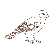 Bird 1