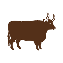 Bull