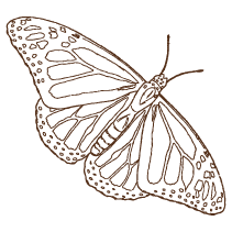Butterfly 4