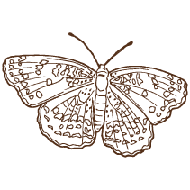 Butterfly 5