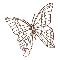 Butterfly 6