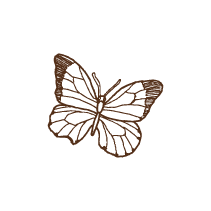 Butterfly 7