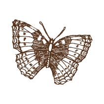 Butterfly 8