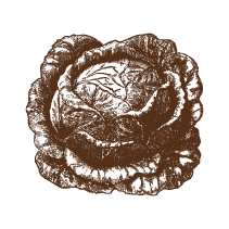 Cabbage