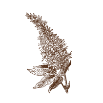California Buckeye