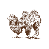 Camel