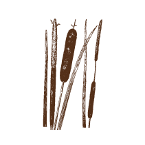 Cattail