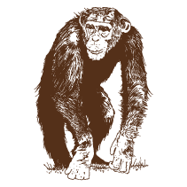 Chimpanzee 1