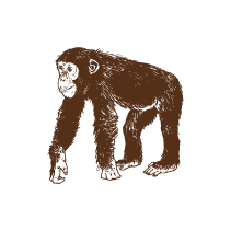 Chimpanzee 2