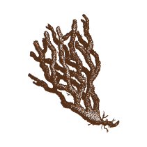 Coral 1