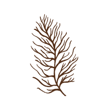 Coral 3