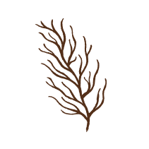 Coral 4