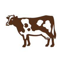 Cow 1