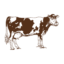 Cow 3