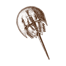 Crab 3