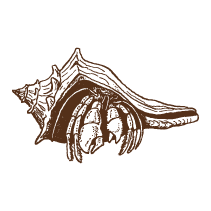 Crab 4