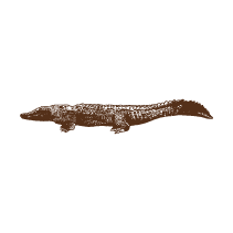 Crocodile