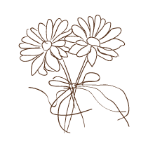 Daisies 1