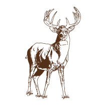 Deer 3
