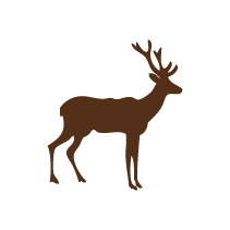 Deer 2