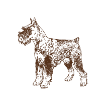 Dog 10
