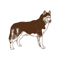 Dog 11