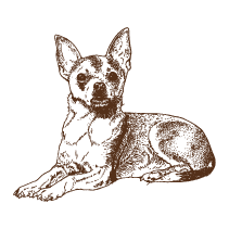 Dog 12