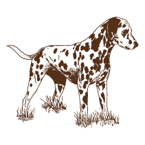 Dog 13