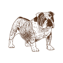Dog 14
