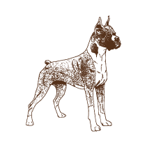 Dog 2