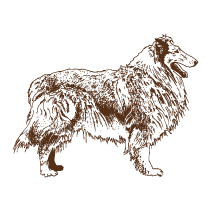 Dog 3