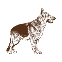 Dog 5