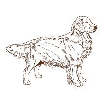 Dog 6