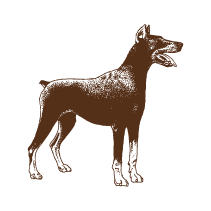 Dog 8