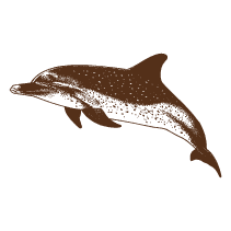 Dolphin