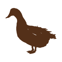 Duck 1