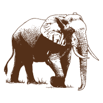Elephant 1