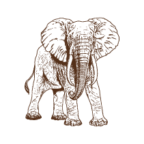 Elephant 2