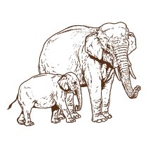 Elephant and Calf
