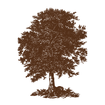 Elm Tree