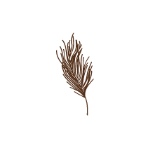 Feather