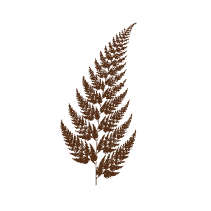 Fern 3