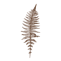 Fern 4