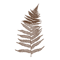 Fern 5